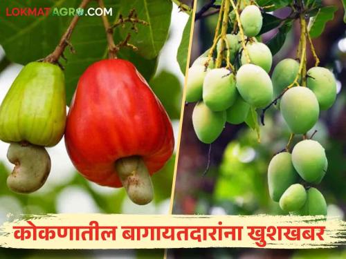 Good news for mango and cashew growers, insurance refund of 78 crores approved | आंबा व काजू बागायतदारांना खुशखबर ७८ कोटींचा विमा परतावा मंजूर