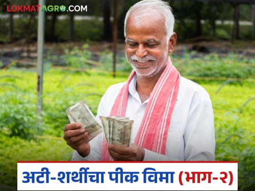 latest news Crop Insurance: Check bogus crop insurance; Direct criminal action if rules are broken Read in detail | Crop Insurance : बोगस पीक विम्यांवर आळा; नियम मोडल्यास थेट फौजदारी कारवाई वाचा सविस्तर