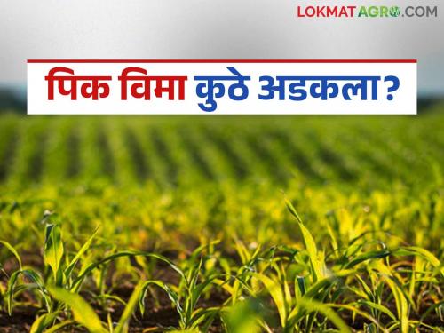 Pik Vima : Crop insurance amount approved but money not received in account yet | Pik Vima : पीक विम्याची रक्कम मंजूर पण अजून खात्यावर पैसे आले नाहीत