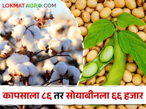 Crop Loan Amount Extended Now cotton will get Rs 86,000 and soybeans will get Rs 66,000 | Crop Loan Amount आता कापसाला ८६ हजार तर सोयाबीनला मिळणार ६६ हजार रुपयांचे पीक कर्ज