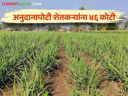 11 thousand farmers of this district who pay regular loan will get incentive subsidy | नियमित कर्जफेड करणाऱ्या या जिल्ह्यातील ११ हजार शेतकऱ्यांना मिळणार प्रोत्साहनपर अनुदान