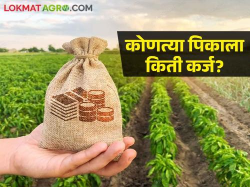 Latest News Increase in loan rates for many crops and fruit crops see details | Crop Loan : बाजरी, कांदा, भात, स्ट्रॉबेरी पिकासाठी किती कर्ज मिळणार? वाचा सविस्तर