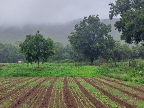 Government's policy to increase credit based on crop yield and price soon | पिकाचे उत्पादन आणि किंमत यावरून पिक कर्ज वाढविण्याचे शासनाचे धोरण लवकरच