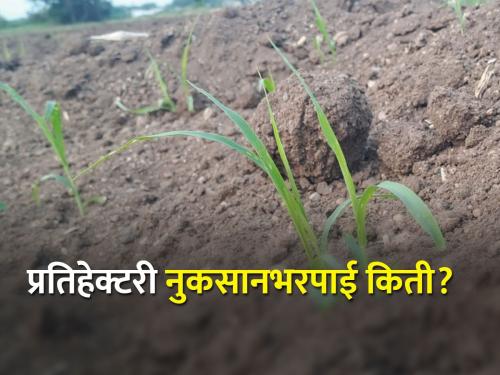 6 to 20 thousand per hectare compensation will be received till Diwali | दिवाळीपर्यंत मिळणार हेक्टरी सहा ते २० हजार नुकसानभरपाई