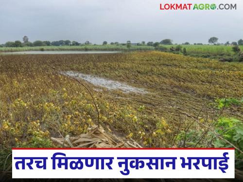 Latest News Nuksan Bharpai Farmer ID mandatory for flood-affected farmers to get compensation | जर शेतकऱ्याचा फार्मर आयडी नसेल, त्यांना मदत मिळणार नाही, पहा शासन निर्णय 