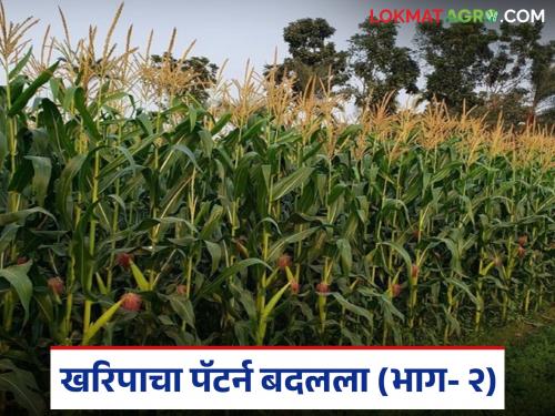 latest news Crop Pattern Change: Change in crop pattern: Sorghum lags behind, maize doubles in leaps and bounds Read in detail | Crop Pattern Change : पिक पॅटर्नमध्ये बदल: ज्वारी मागे, मक्याची झेप दुप्पट वाचा सविस्तर