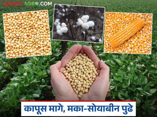 latest news Marathwada Crop Pattern: Crop pattern changed in Marathwada; 'Cash crop' soybean leads, cotton lags behind Read in detail | Marathwada Crop Pattern: मराठवाड्यात पीक पॅटर्न बदलला; सोयाबीनची चलती, कापूस पिछाडीवर वाचा सविस्तर
