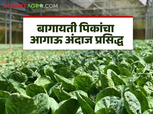 Latest News Agriculture News Department of Agriculture releases third advance estimate of area and production of various horticultural crops for 2023-24 | Agriculture News : फलोत्पादन घटणार, कांदा, टोमॅटोचे उत्पादन कसे असेल? तिसरा आगाऊ अंदाज जाहीर 