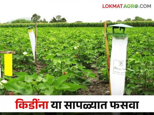 Kamgandh Saple : Inexpensive Traps to Reduce Pests population Which Lures to Use for Which Pests? | Kamgandh Saple : किडींची संख्या कमी करण्यासाठी कमी खर्चातील सापळे कोणत्या किडीसाठी वापराल कोणते ल्युर?