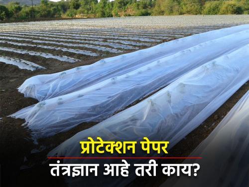 How to protect vegetable crops from viral blight and insects | विषाणूजन्य रोंगापासून व किडींपासून भाजीपाला पिकांचे कसे कराल संरक्षण