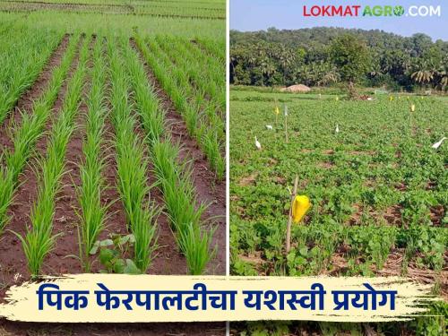 Electrician Farmer's Success Story; More profit is taken from crop rotation system | Success Story इलेक्ट्रिशियन शेतकऱ्याची यशकथा; पीक फेरपालट पद्धतीतून घेतायत अधिकचा नफा