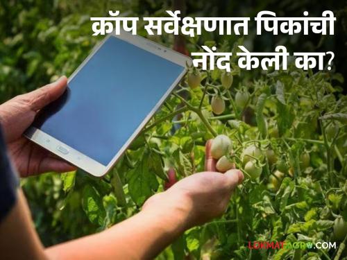 Crop Survey : Are crops recorded in crop survey; Otherwise forget the help! Read in detail | Crop Survey : क्रॉप सर्वेक्षणात पिकांची नोंद आहे का; अन्यथा मदत विसरा ! वाचा सविस्तर