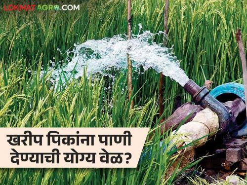 Latest News Kharif Season tur, soybean, sorghum, maize crop Water Management Know in detail | Crop Water Management : तूर, सोयाबीन, ज्वारी, मका पिकांना पाणी देण्याची योग्य वेळ कोणती? जाणून घ्या सविस्तर