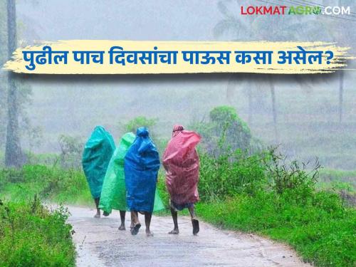 Latest news Maharashtra Rain Update How will the rain be in Maharashtra for the next five days Know in detail  | Maharashtra Rain Update : महाराष्ट्रात पुढील पाच दिवस पाऊस कसा असेल? जाणून घ्या सविस्तर 