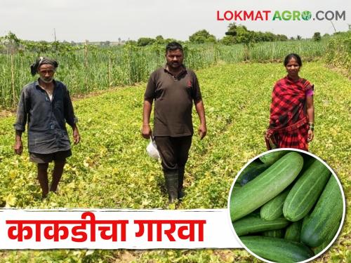 four gunta of cucumber; get two lakhs income | चार गुंठ्यांत काकडी; उत्पन्नामध्ये दोन लाखांच्या वर उडी