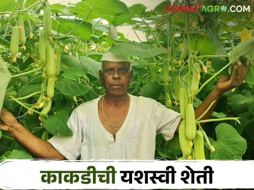 Latest News Successful cultivation of cucumber in polyhouse by farmer from Dindori | Success Story : द्राक्ष बाग तोडली, पॉलिहाऊस उभारलं, आता काकडीच्या शेतीतून चांगलं उत्पन्न! 