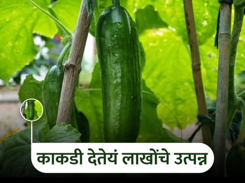 Dyaneshwar, a farmer from Daund, earns lakhs from thirty ghunta of cucumber crop | दौंड येथील शेतकरी ज्ञानेश्वर यांचे काकडीचे तीस गुंठ्यात लाखोंचे उत्पन्न