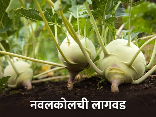 Cultivation of cruciferous vegetables in drained soil | निचरा होणाऱ्या जमिनीत कोबीवर्गीय भाज्यांची लागवड; मिळेल चांगले उत्पादन