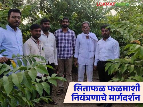 Custard Apple Fruit Fly Management : Do-it-yourself fruit fly control in the custard apple orchard | Custard Apple Fruit Fly Management : 'असे' करा सीताफळ बागेतील फळ माशीचे नियंत्रण