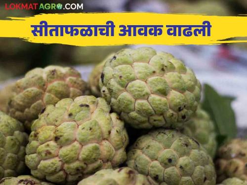 Sitafal Bajar Bhav : Big arrival of Sitafal in Solapur Agricultural Produce Market Committee How to get the price | Sitafal Bajar Bhav : सोलापूर कृषी उत्पन्न बाजार समितीत सीताफळाची मोठी आवक कसा मिळतोय दर