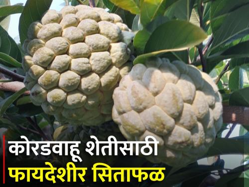 How to cultivate custard apple for dryland farming? | कोरडवाहू शेतीत सिताफळ लागवड कशी कराल?