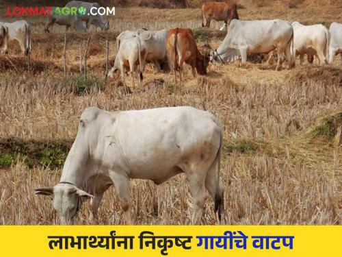 Latest News Agriculture News Supply of inferior cows to beneficiaries by tribal corporation of nashik see details | Agriculture News : योजनेतील गायींना दूधच नाही, काही दिवसांतच मृत्यू, काय आहे प्रकरण? 