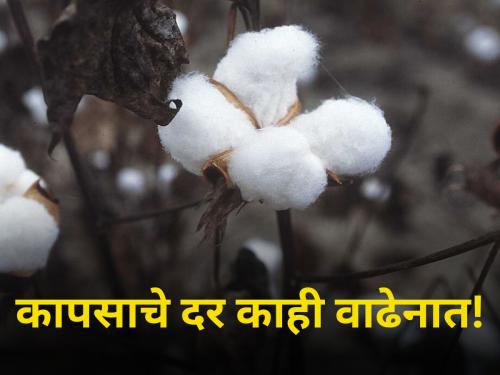 How much did cotton get today Know in detail maharashtra agriculture farmer | आज कापसाला किती मिळाला दर? जाणून घ्या सविस्तर