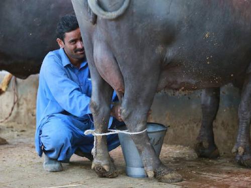 How can farmers afford to sell cow-buffalo milk? | गायी-म्हशीचे दूध विकणे शेतकऱ्यांना कसे परवडणार?