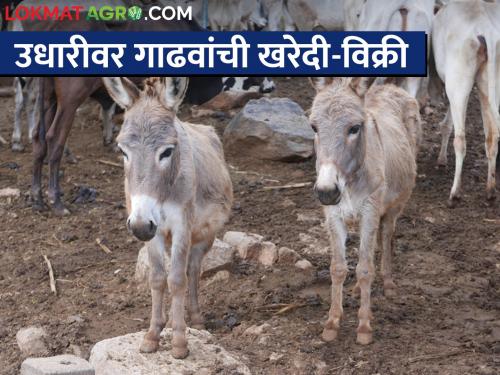 Donkeys ate a good price in the Malegaon Yatra! A donkey worth one lakh rupees | माळेगाव यात्रेत गाढवांनी खाल्ला चांगलाच भाव! एक लाख रुपयांना गाढव 