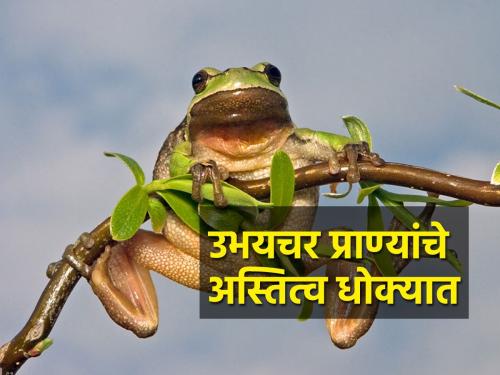 Amphibians around the world are on the verge of extinction | जगभरातील उभयचर प्राणी नामशेष होण्याच्या मार्गावर