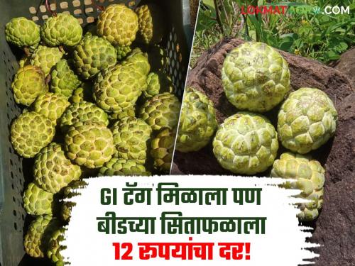 Beed Custard Apple Despite the geographical designation Balaghat custard apple of beed fetches only Rs. 10 to 12 per kg. | Beed Custard Apple : भौगोलिक मानांकन मिळूनही बीडच्या बालाघाट सिताफळाला मिळतोय केवळ १० ते १२ रूपये किलोंचा दर