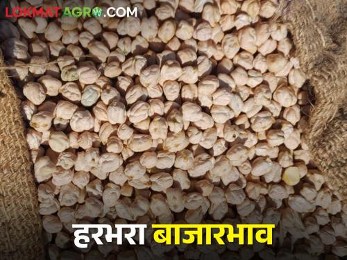 The arrival of gram in the state is increasing, the market price of Mexican chickpea is getting higher | राज्यात हरभऱ्याची आवक वाढती, मेक्सिकन चण्याला मिळतोय असा बाजारभाव