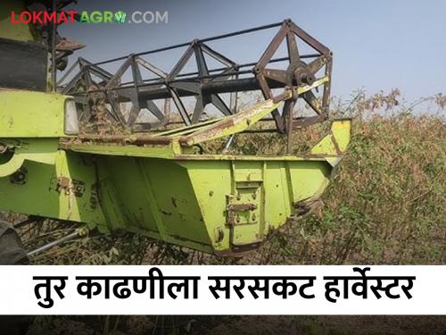 Harvester now! Zod system of tur harvesting is on the verge of extinction | आता सरसकट हार्वेस्टर! तुर काढणीची झोड पद्धत नामशेष होण्याच्या मार्गावर