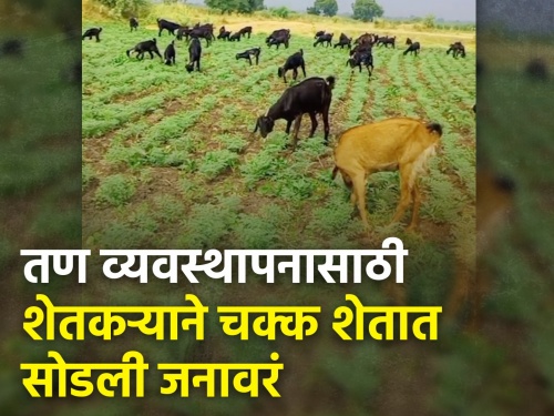 maharashtra buldhana Farmer unique idea innovation weed management Animals left in field | तण व्यवस्थापनासाठी शेतकऱ्याची अनोखी शक्कल! उभ्या पिकात सोडली जनावरे