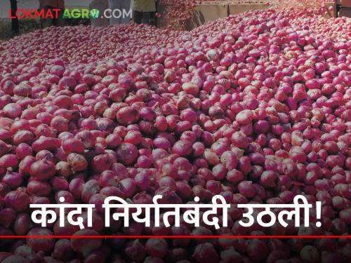 Big news central government has lifted the ban on onion exports farmer benifits | मोठी बातमी! केंद्र सरकारने कांदा निर्यातबंदी उठवली; शेतकऱ्यांना कसा होणार फायदा?