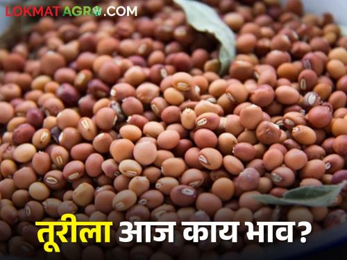 Market Yard: 7 thousand 39 quintals of turi arrival in the state in this morning session, the rate is getting | Market Yard: राज्यात आज सकाळच्या सत्रात ७ हजार ३९ क्विंटल तूरीची आवक, मिळतोय असा दर