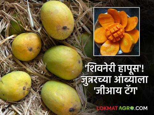 Good news Shivneri Hapus Junnar's hapus mangoes get GI rating taging | Shivneri Hapus : खूशखबर! 'शिवनेरी हापूस'; जुन्नरच्या हापूस आंब्याला मिळाले जीआय मानांकन!