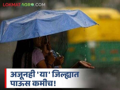 Maharashtra Rain weather updates Discrimination of monsoon rain in the state! Dhoho all over but below average rainfall in a single district | Maharashtra Rain : राज्यात मान्सूनच्या पावसाचा भेदभाव! सर्वदूर धोधो पण एकाच जिल्ह्यात कमी पाऊस