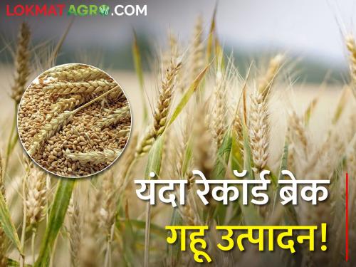 Record breaking wheat production in India this year! The minimum base price is also higher | भारतात यंदा रेकॉर्ड ब्रेक गहू उत्पादन! किमान आधारभूत किंमतही अधिक
