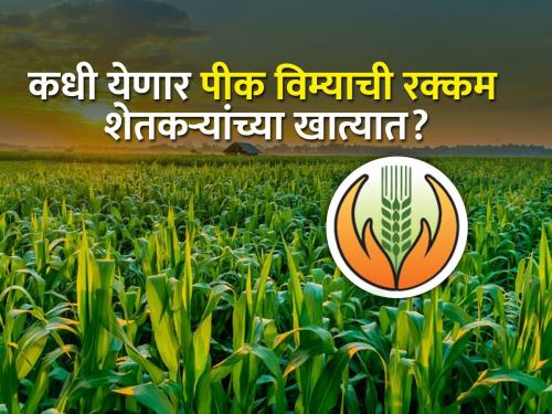 Paving way for crop insurance, share of state distributed to insurance companies | आनंदाची बातमी! शेतकऱ्यांना लवकरच मिळणार पीक विम्याची रक्कम?