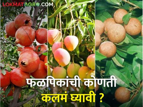 Saffron Pomegranate Why Sardar Peru, Which Graft to Take? Millions of plants are being prepared here | भगवा डाळिंब का सरदार पेरू, कोणते कलम घ्यावे? इथे तयार होताहेत लाखो रोपे