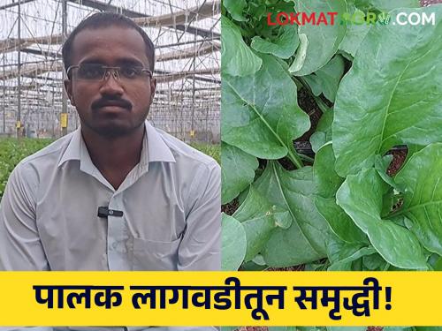 Palak Farming Junnar vasant pimple Cultivation of Palak polyhouses profit of 18 lakhs per acre farmer Pune | Palak Farming : पॉलिहाऊसमधील पालकने केले मालामाल! पुण्यातील शेतकऱ्याला एकरी १८ लाखांचा नफा