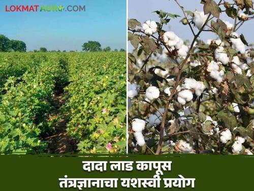 Latest News Dada Lad cotton technology experiment successful in Dhule, see about technology | Dada Lad Cotton Technology : धुळ्यात दादा लाड कापूस तंत्रज्ञानाचा प्रयोग यशस्वी, काय आहे हे तंत्रज्ञान? 