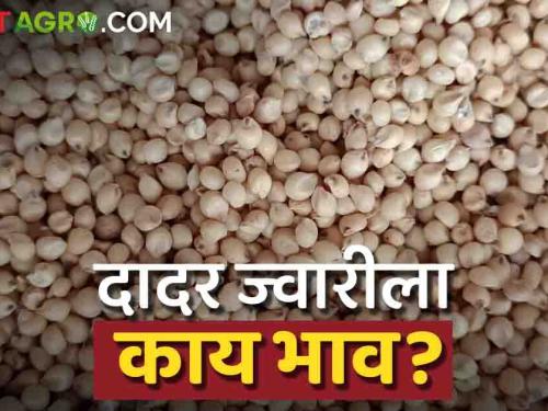 Latest News Todays Jawar Bajarbhav In sangli market yard check sorghum market price | Jawar Bajarbhav : सांगली बाजारात शाळू ज्वारीला काय भाव मिळतोय? वाचा आजचे बाजारभाव