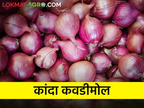 Plantation cost of onion crop is covered or not? | कांदा पिकाचा लागवड खर्च तरी पदरात पडतो की नाही ?