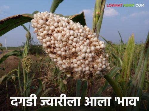Jalna Dagdi Jowar: The power of GI rating! Jwari from Jalana is getting the price of gold. Read in detail | Jalna Dagdi Jwari: GI मानांकनाचा दम! जालन्यातील ज्वारीला मिळतोय सोन्याचा दर वाचा सविस्तर
