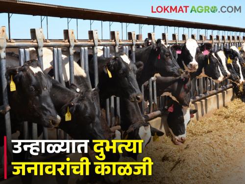 Latest News How to take care of dairy animals in summer, read in detail | उन्हापासून गायी-म्हशी, शेळ्या-कोंबड्यांचा बचाव कसा करावा, जाणून घ्या सविस्तर 