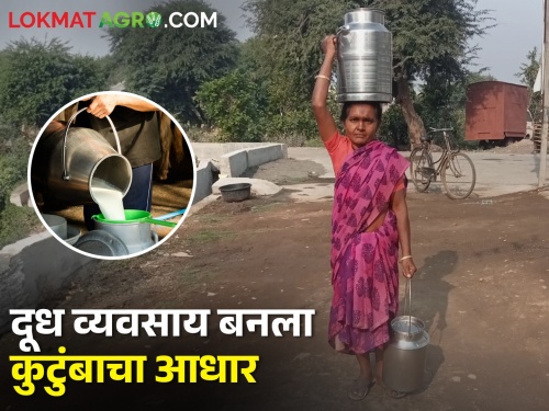 Latest News dairy business of Shila Vanjari woman farmer in Wardha district | एका गायीपासून सुरू केलेला दुग्ध व्यवसाय दहा गायींपर्यंत पोहचवला! वाचा प्रेरणादायी प्रवास 