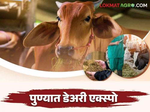 Dairy Expo 2024 : International Dairy and Feed Expo is a Golden Opportunity for Dairy Farmers Read More | Dairy Expo 2024 : दुग्धव्यवसाय करणाऱ्या शेतकऱ्यांसाठी सुवर्णसंधी आंतरराष्ट्रीय डेअरी व फिड एक्स्पो वाचा सविस्तर