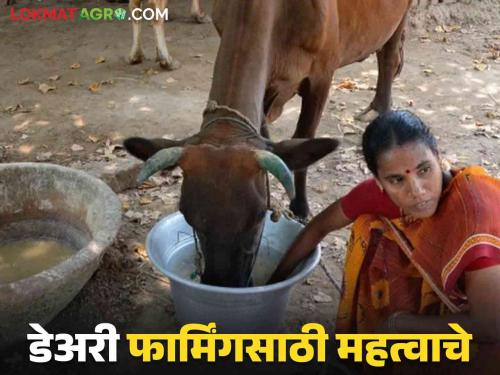 Latest News milk Business Make these three changes to profit in dairy business read in detail  | Dairy Business :'या' तीन गोष्टी करा, दूध व्यवसाय फायद्यात राहील, वाचा सविस्तर 